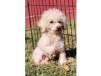 Adopt Licorice a White - with Tan, Yellow or Fawn Poodle (Miniature) / Mixed dog