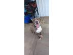 Adopt Cooper a Brindle Mixed Breed (Small) / Mixed Breed (Medium) / Mixed (short