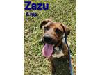 Adopt Zazu a Brindle Labrador Retriever / Mixed Breed (Medium) / Mixed (short