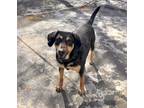 Adopt Willow a Black - with Brown, Red, Golden, Orange or Chestnut Shepherd