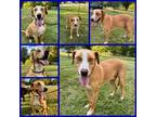 Adopt Bam a Tan/Yellow/Fawn - with White Catahoula Leopard Dog / Foxhound /