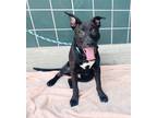 Adopt Pluto a Black Pit Bull Terrier / Mixed dog in Chula Vista, CA (39620814)