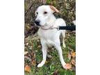 Adopt Riley a White Spaniel (Unknown Type) / Pointer / Mixed dog in Bedford