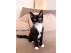 Adopt Timmy (in foster) a All Black Domestic Shorthair / Domestic Shorthair /