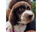 Adopt Bella a White - with Brown or Chocolate Poodle (Miniature) / Mixed dog in