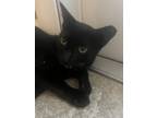 Adopt Nina a All Black American Shorthair (short coat) cat in Tampa
