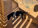 Adopt Drew a Labrador Retriever / Mixed Breed (Medium) dog in Airdrie
