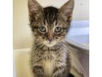 Adopt Brown Turkey a Domestic Shorthair / Mixed cat in Rocky Mount