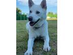 Adopt Tinkerbell a White Jindo / Mixed Breed (Medium) dog in New York