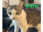 Adopt Katie a Brown Tabby Domestic Shorthair (short coat) cat in schenectady