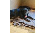 Adopt Dinah a Black Shepherd (Unknown Type) / Mixed dog in Santa Paula