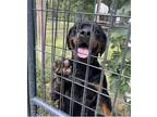 Adopt TIGA LILY a Black - with Brown, Red, Golden, Orange or Chestnut Rottweiler