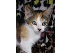 Adopt Butterscotch a Calico or Dilute Calico Calico (short coat) cat in