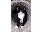Adopt Cedar a Black & White or Tuxedo Domestic Shorthair (short coat) cat in