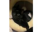 Adopt Cosmo a All Black Domestic Shorthair (short coat) cat in Bethpage