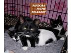 Adopt Pandora a Black & White or Tuxedo Domestic Shorthair (short coat) cat in