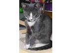 Adopt Hickory a Gray, Blue or Silver Tabby Domestic Shorthair (short coat) cat