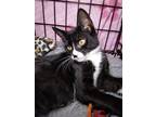Adopt Polka dot a Black & White or Tuxedo Domestic Shorthair (short coat) cat in