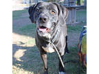 Adopt Harper a Black Labrador Retriever / Catahoula Leopard Dog / Mixed dog in