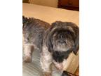 Adopt Figgy a Black - with Gray or Silver Shih Tzu / Lhasa Apso / Mixed dog in
