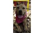 Adopt Abbypup- very sweet companion! a Tan/Yellow/Fawn - with White Black Mouth