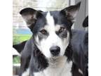 Adopt SKITTLES a Black - with White Siberian Husky / Border Collie / Mixed dog