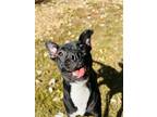 Adopt Rizzo Green a Black Terrier (Unknown Type, Small) / Mixed Breed (Large) /