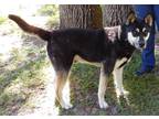 Adopt Champ a Black - with Tan, Yellow or Fawn German Shepherd Dog / Siberian