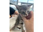 Adopt 54134646 a Gray or Blue Domestic Shorthair / Domestic Shorthair / Mixed