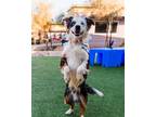 Adopt LENNY a Merle Australian Shepherd / Mixed dog in Scottsdale, AZ (39210200)