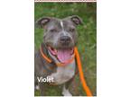 Adopt Violet a Gray/Silver/Salt & Pepper - with White Staffordshire Bull Terrier