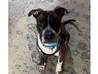 Adopt TAZ a Brindle - with White Pit Bull Terrier / Mixed dog in Philadelphia