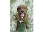 Adopt Hoss a Brindle Cane Corso / Mastiff / Mixed dog in Johnston, RI (39079199)