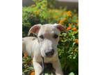 Adopt Pugsley a White - with Tan, Yellow or Fawn Dachshund / Mixed dog in