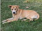 Adopt Peaches a Shepherd (Unknown Type) / Mixed dog in Jemison, AL (39584363)