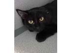 Adopt Winifred a White Domestic Shorthair / Domestic Shorthair / Mixed cat in