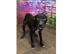 Adopt Harvey a Black - with White Pit Bull Terrier dog in Opelousas
