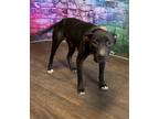 Adopt Annie a Black - with White Pit Bull Terrier dog in Opelousas