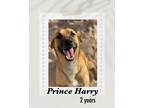 Adopt Prince Harry a Brown/Chocolate - with Black Black Mouth Cur / Labrador