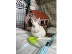 Adopt Courage a White Netherland Dwarf / Mixed (short coat) rabbit in Chicago