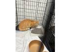 Adopt Buffy a Orange or Red Domestic Shorthair cat in Whiteville, NC (39590056)