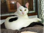 Adopt Pepper a White Domestic Shorthair cat in Savannah, GA (39547568)