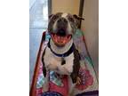 Adopt ZOOMER a Gray/Silver/Salt & Pepper - with White Pit Bull Terrier / Mixed
