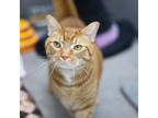 Adopt Queso a Orange or Red Domestic Shorthair / Domestic Shorthair / Mixed cat