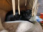 Adopt Ramonda a All Black Domestic Shorthair / Domestic Shorthair / Mixed cat in