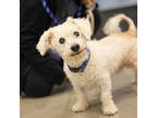 Adopt Snowball a White Bichon Frise / Mixed dog in Atlanta, GA (39565321)