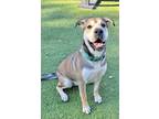 Adopt Violet a Tan/Yellow/Fawn Shar Pei / Mixed Breed (Large) / Mixed dog in