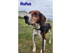 Adopt Rufus a Brown/Chocolate Hound (Unknown Type) / Mixed Breed (Medium) /