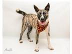 Adopt Dallas a Black Catahoula Leopard Dog / Mixed dog in Tyler, TX (32220027)