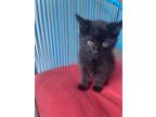 Adopt Hickman 1 a Domestic Shorthair / Mixed (short coat) cat in Newman